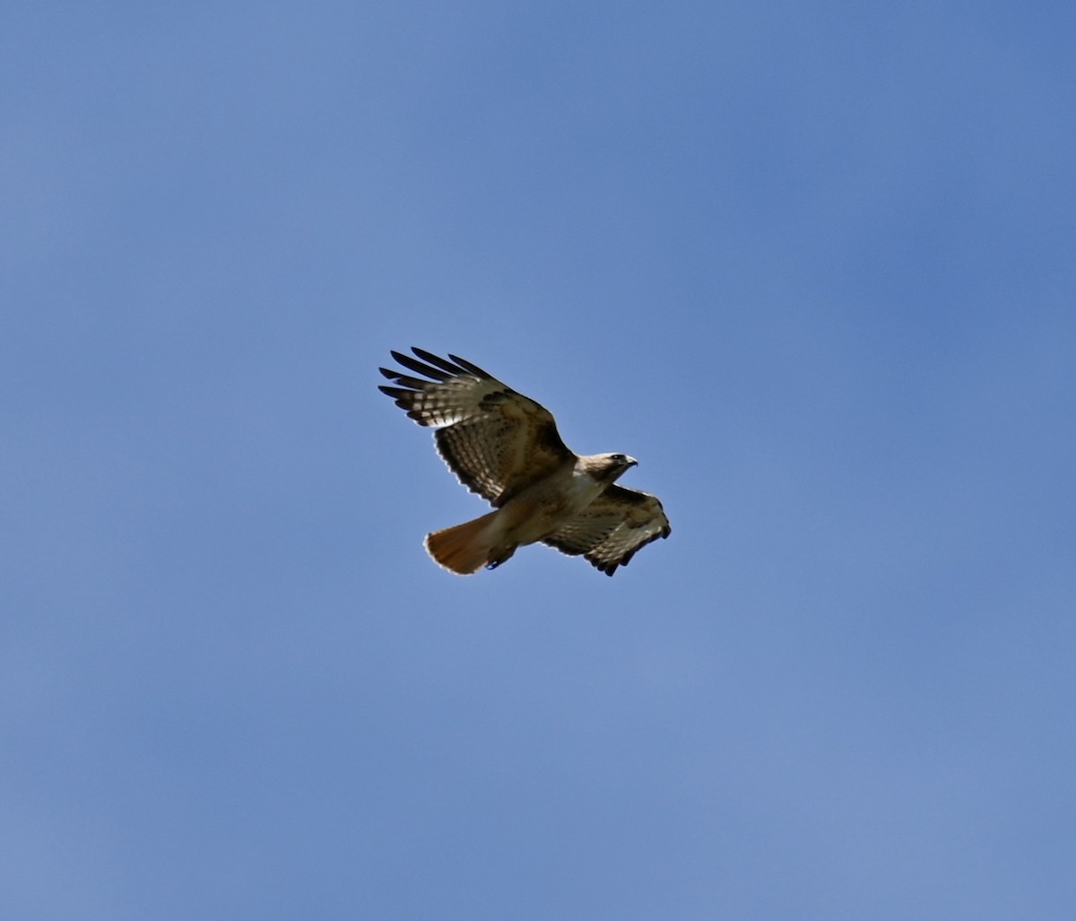 Red-tailed Hawk - ML619865988