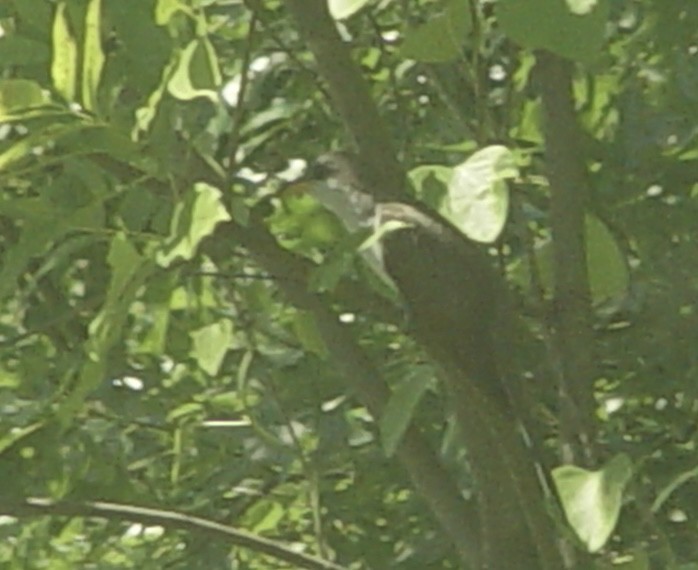 Yellow-billed Cuckoo - ML619865989