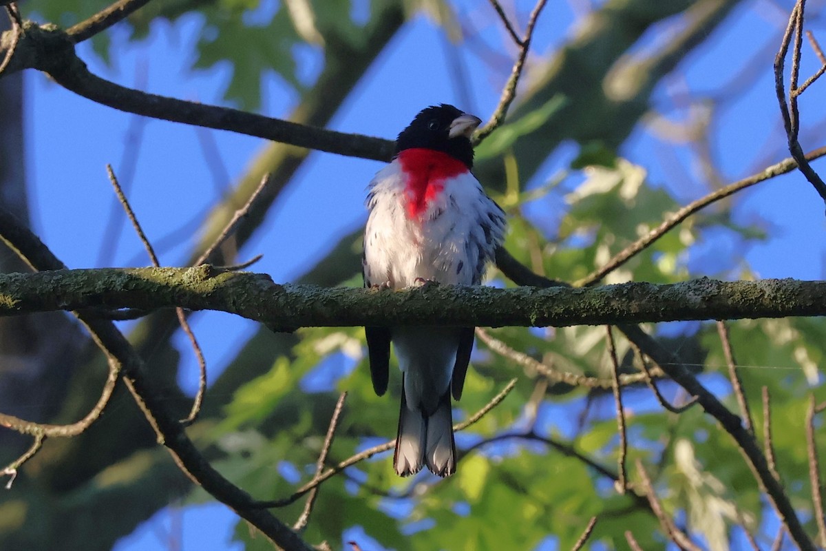 Rose-breasted Grosbeak - ML619865994