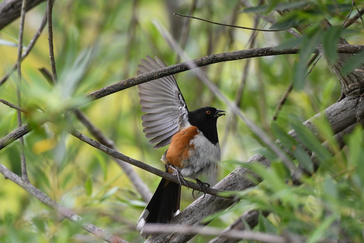 Spotted Towhee - ML619865996
