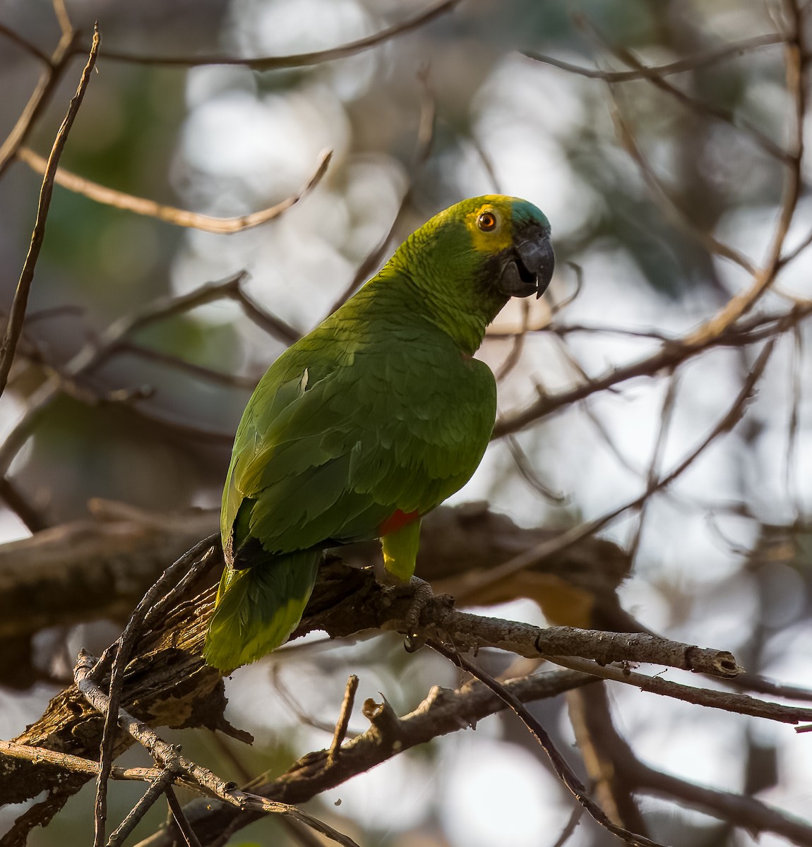 Turquoise-fronted Parrot - ML619865997