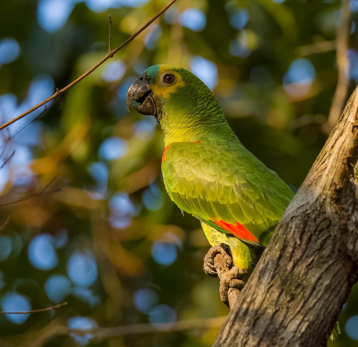 Turquoise-fronted Parrot - ML619865998