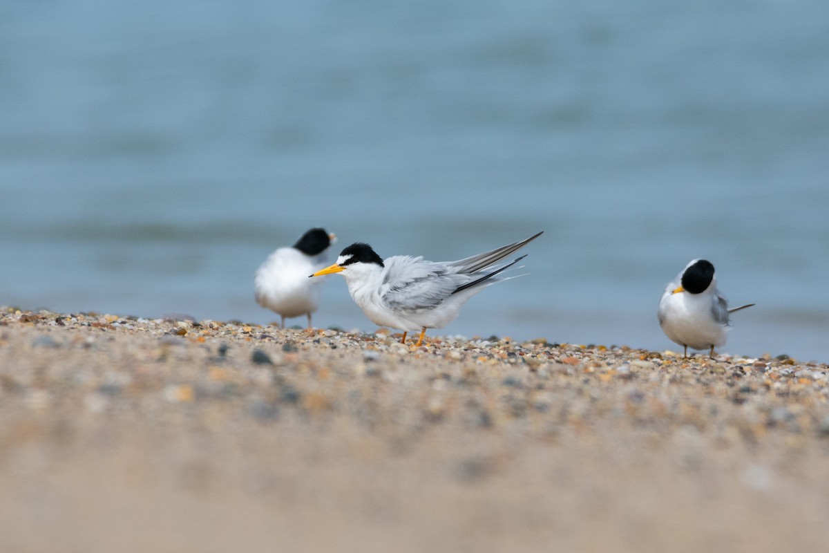 Least Tern - ML619866004