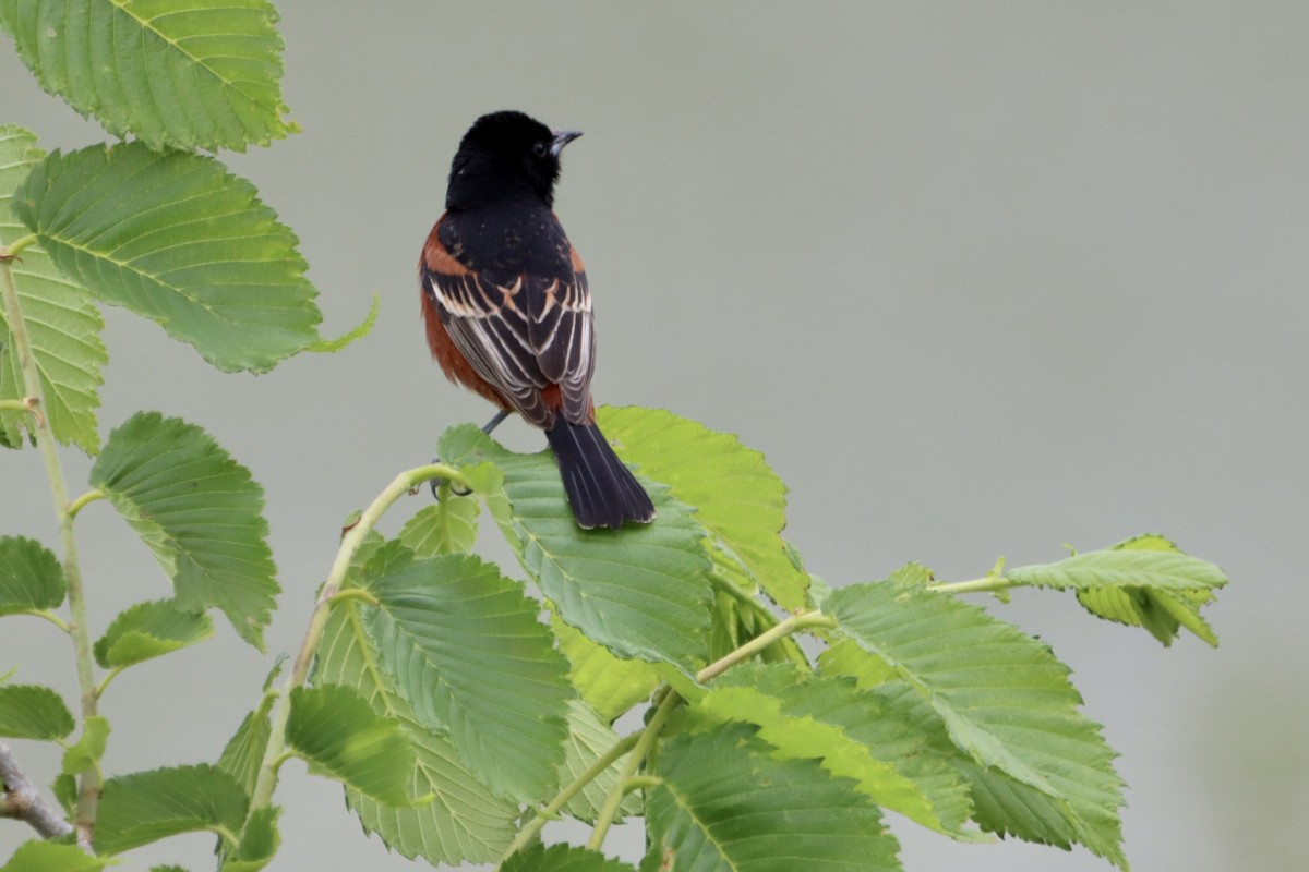 Orchard Oriole - ML619866015