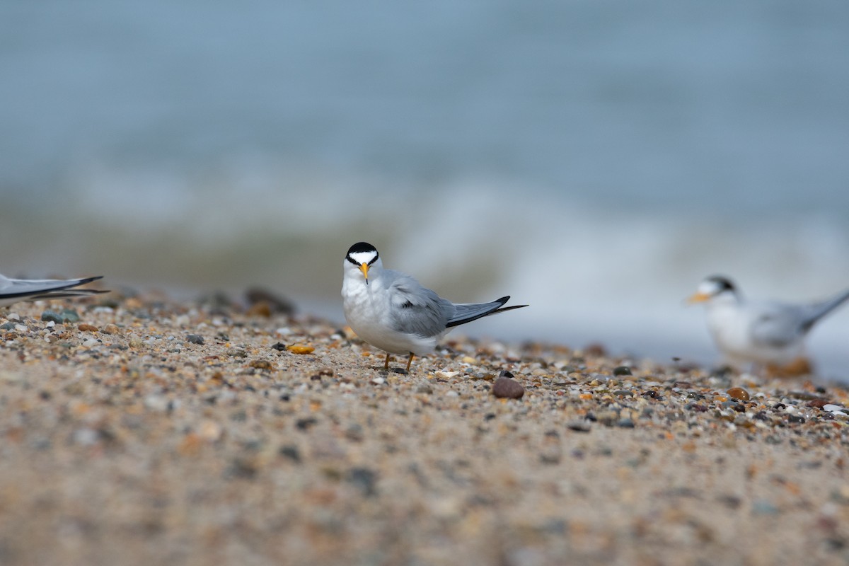 Least Tern - ML619866021