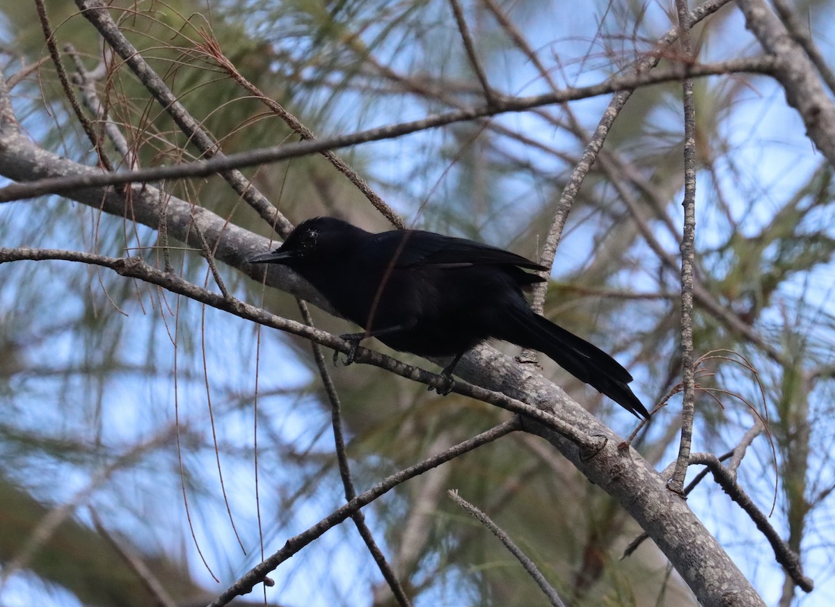 Black Catbird - ML619866024