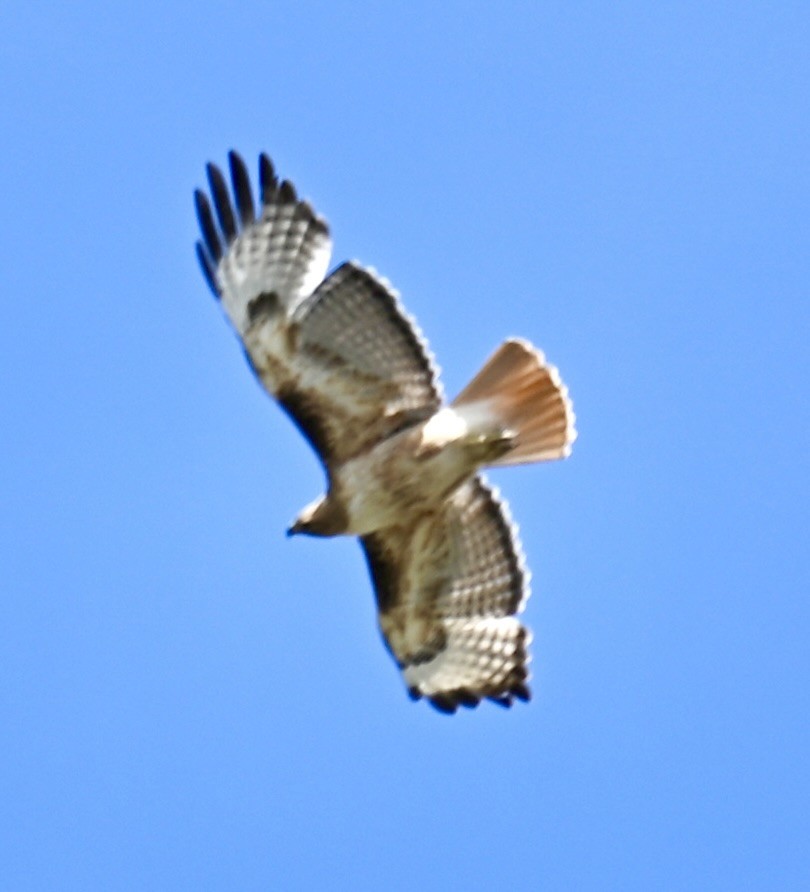 Red-tailed Hawk - ML619866035