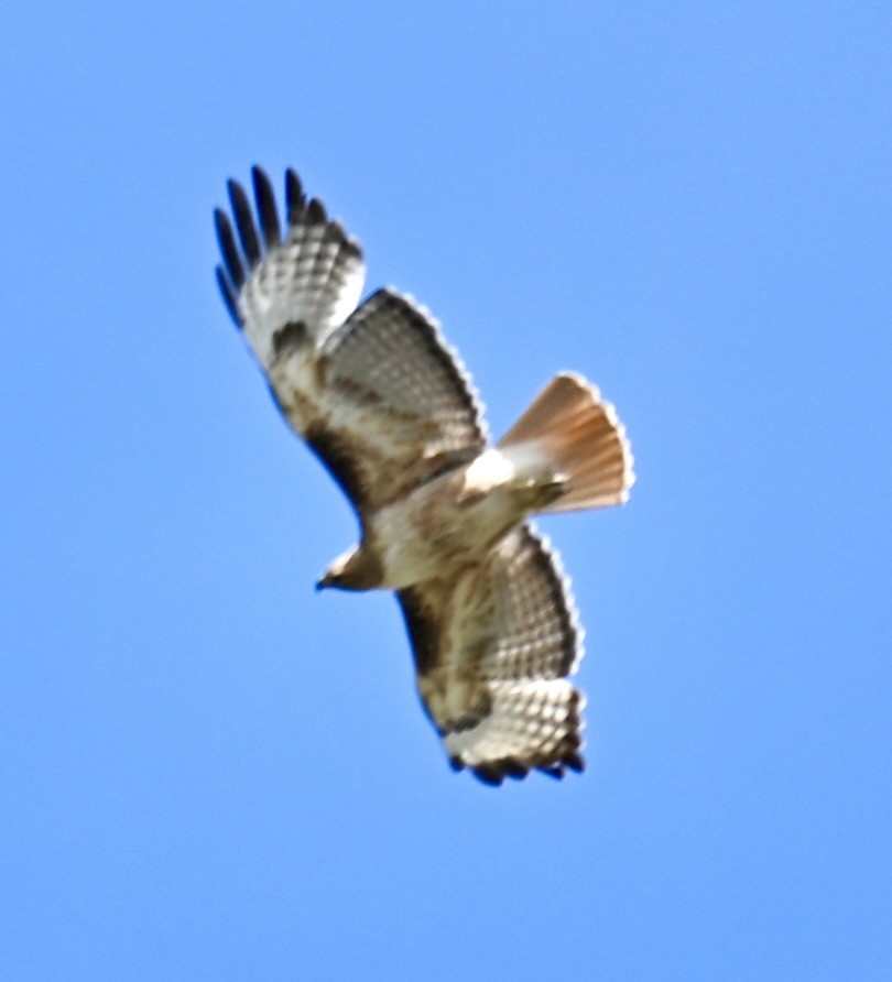 Rotschwanzbussard - ML619866035