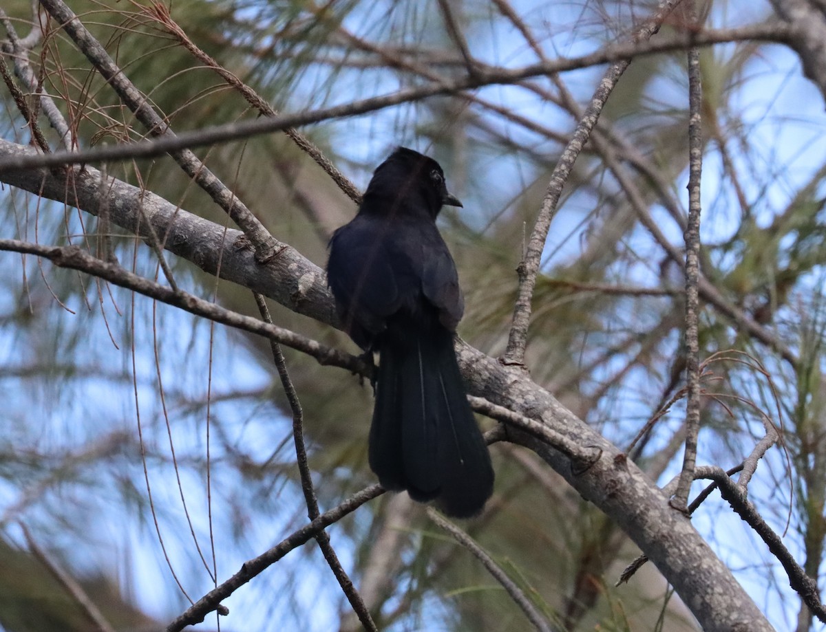 Black Catbird - ML619866037