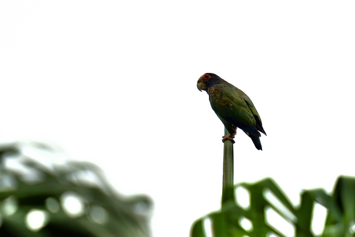 White-crowned Parrot - ML619866042