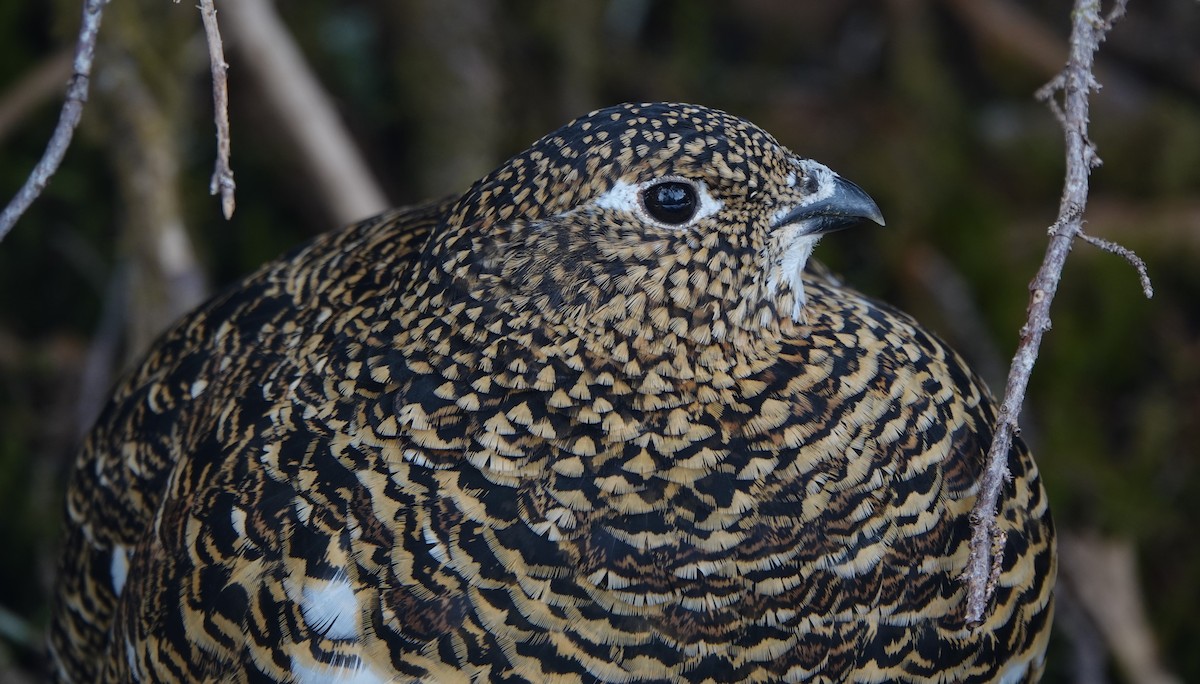 Willow Ptarmigan - ML619866047