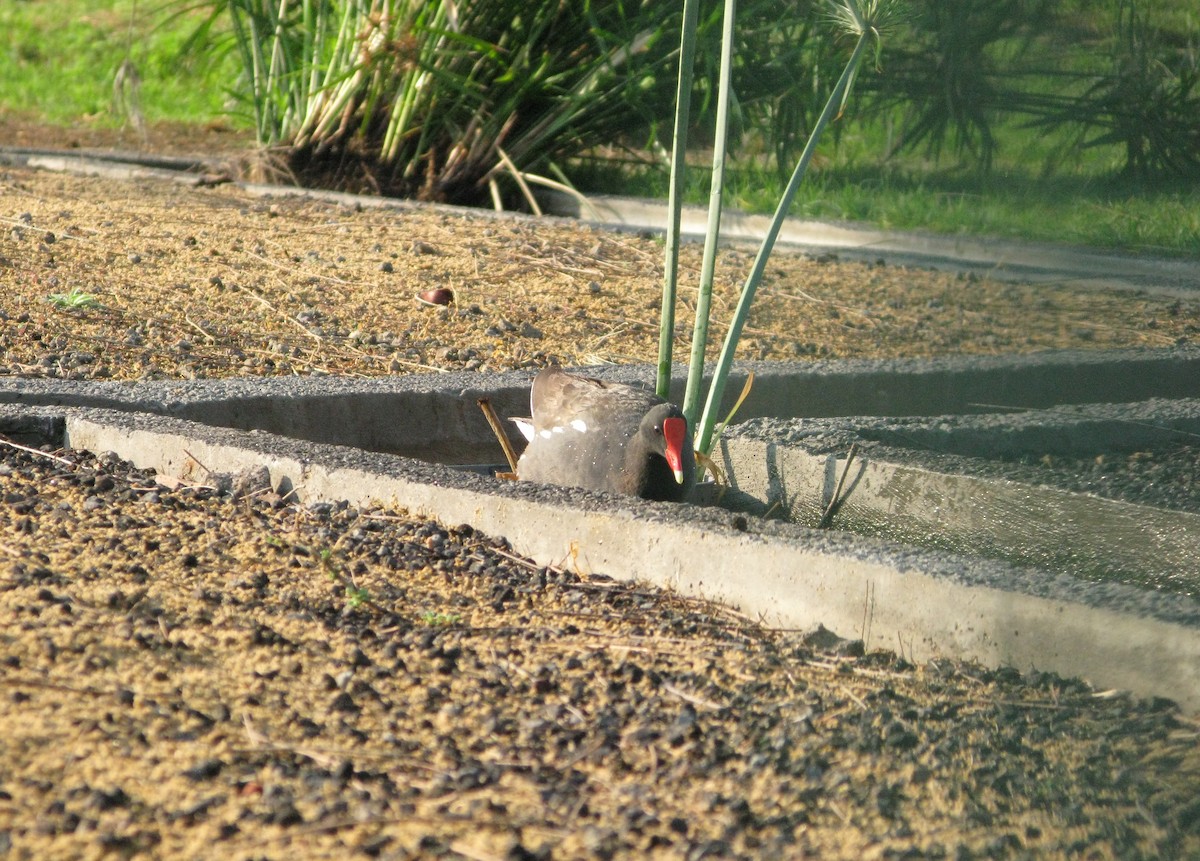 Common Gallinule - ML619866060