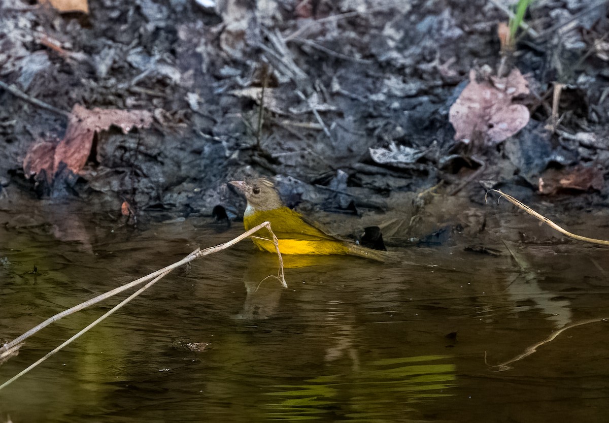 Gray-headed Tanager - ML619866063