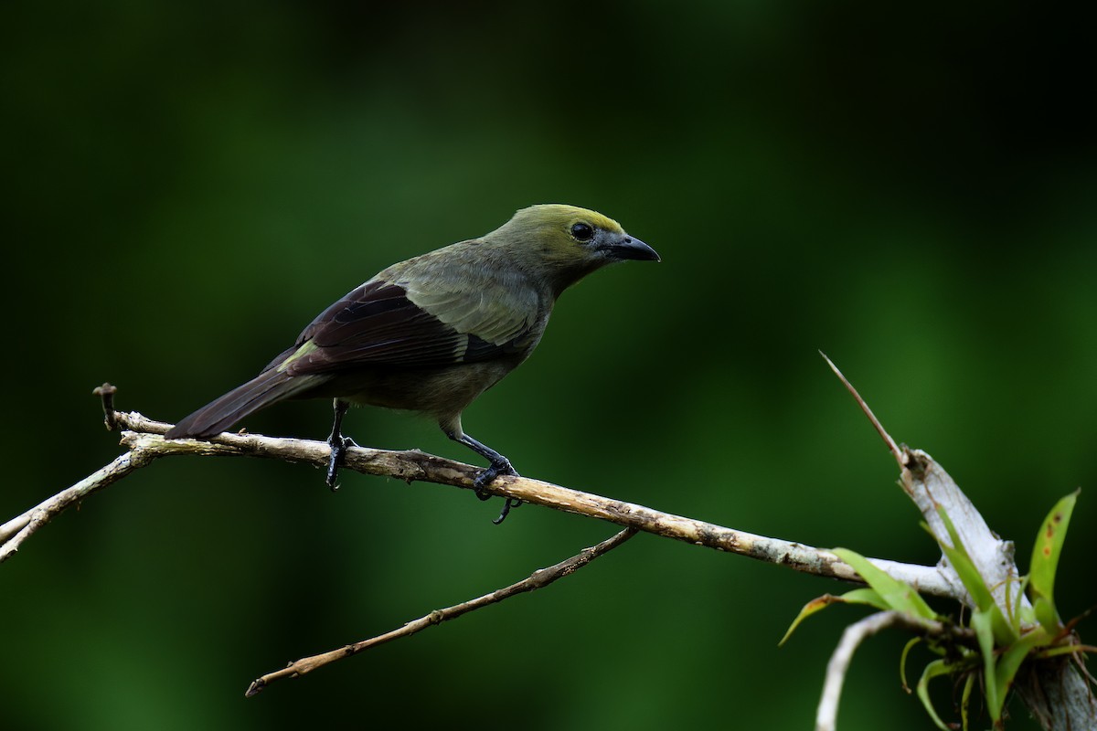 Palm Tanager - ML619866065