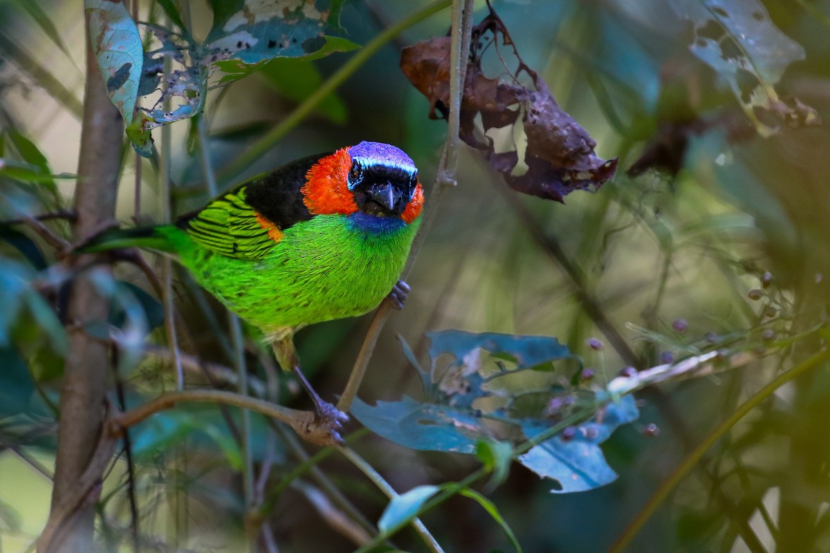 Red-necked Tanager - ML619866066