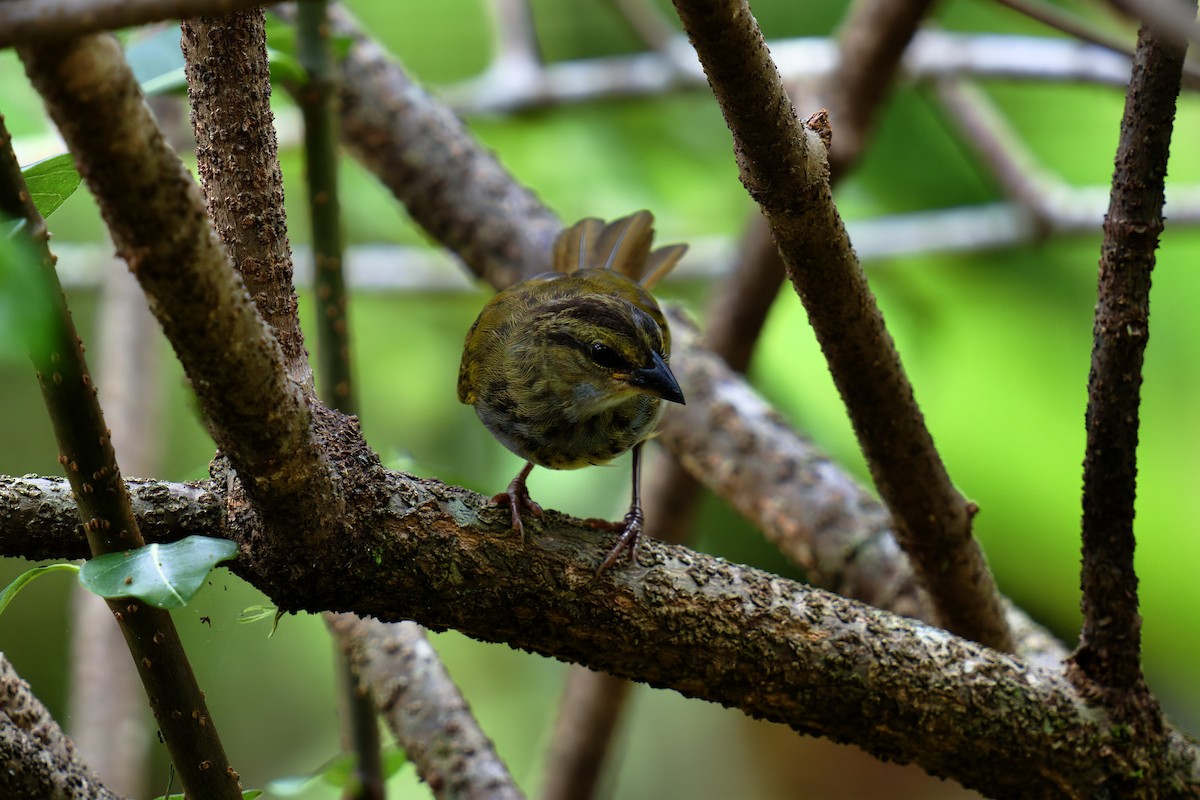 Black-striped Sparrow - ML619866068