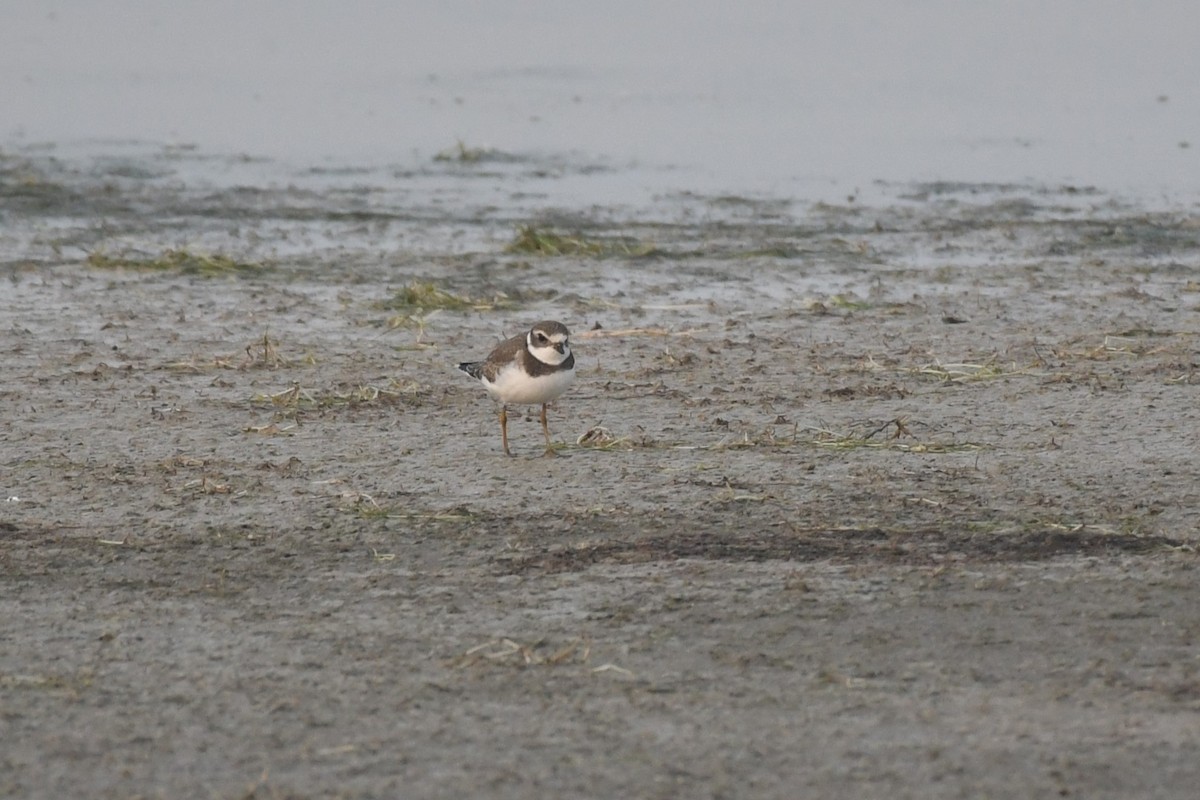 Semipalmated Plover - ML619866075