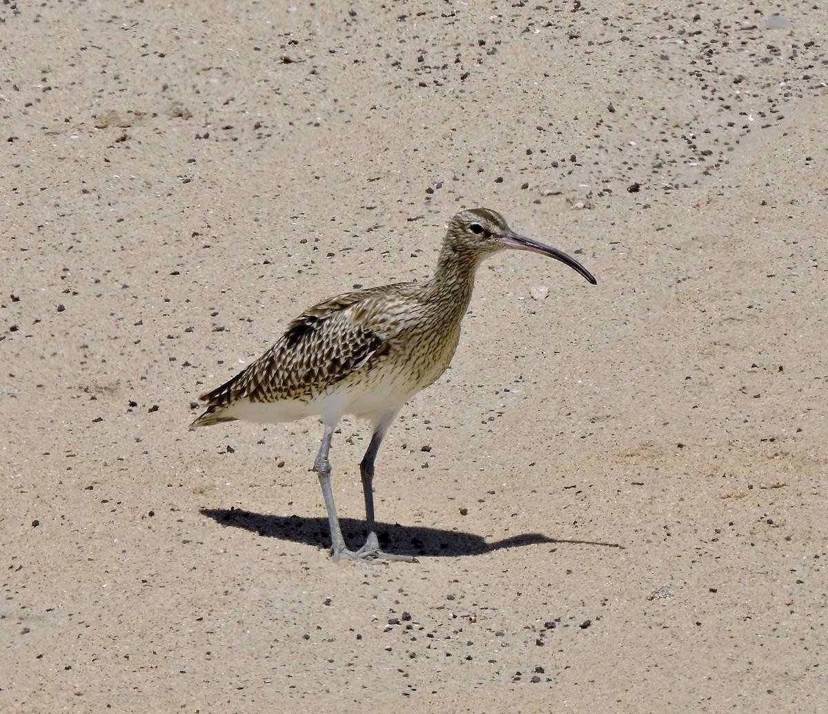 Whimbrel - Win Ahrens
