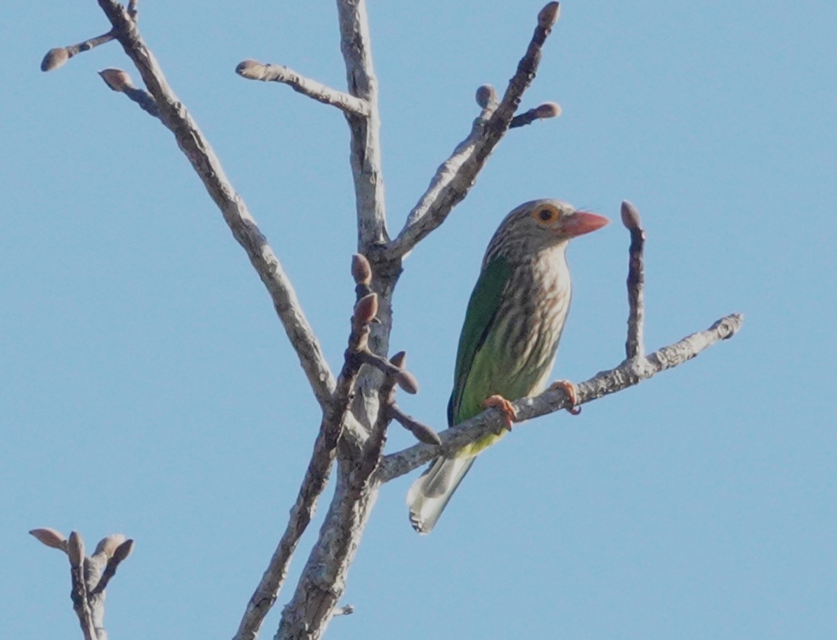 Lineated Barbet - ML619866080