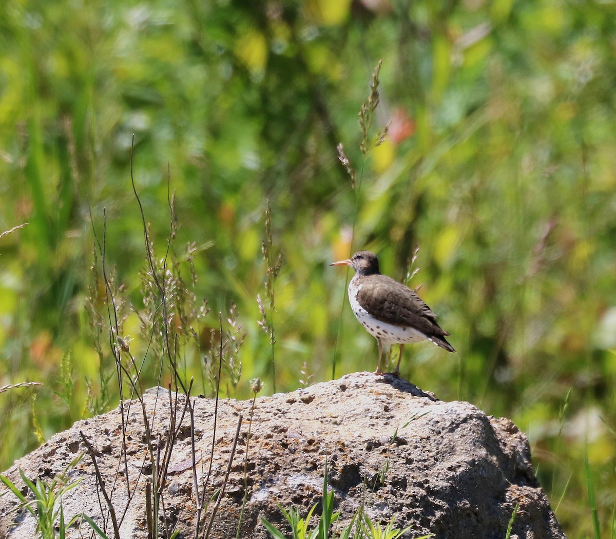 Spotted Sandpiper - ML619866091