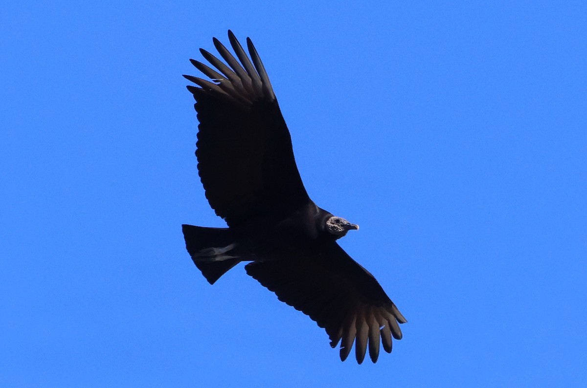 Black Vulture - ML619866097