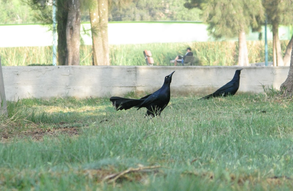 Great-tailed Grackle - ML619866098