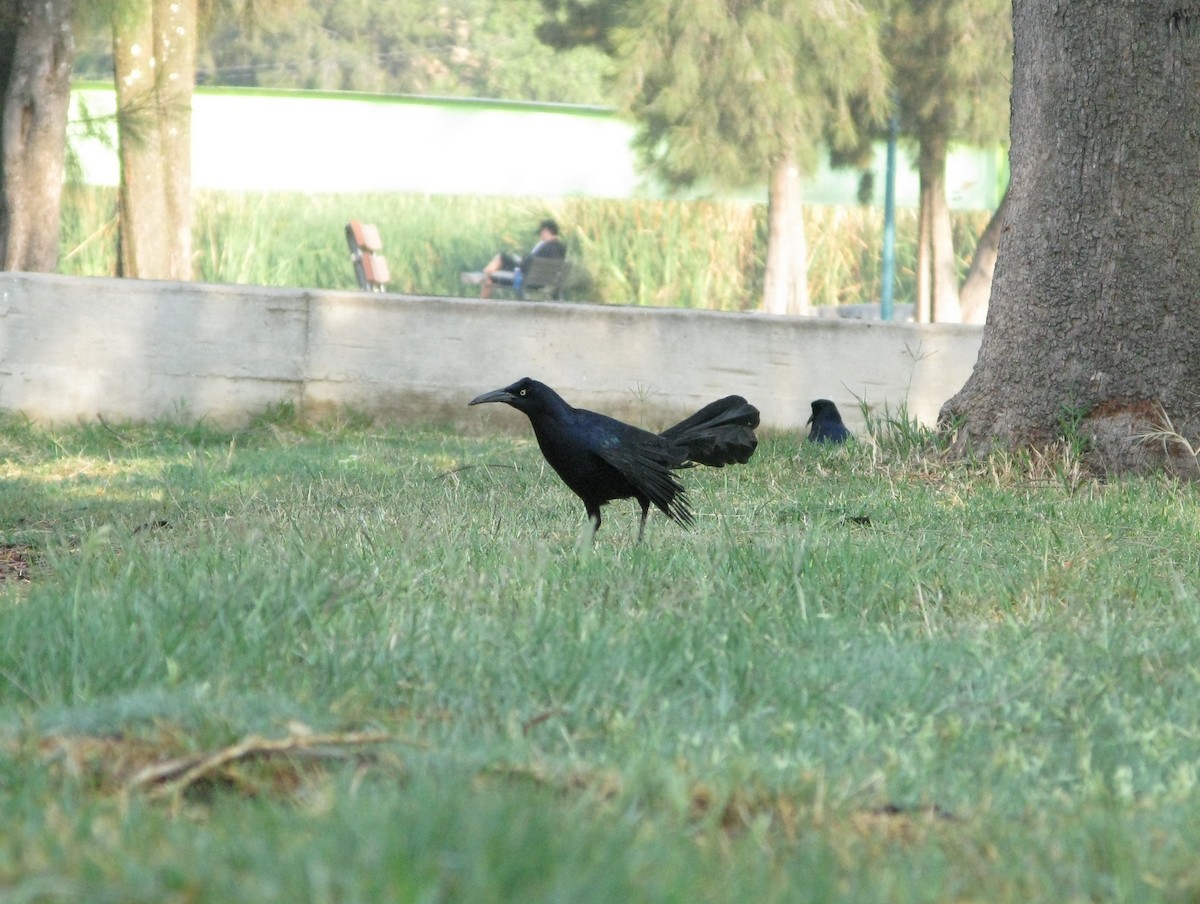 Great-tailed Grackle - ML619866099
