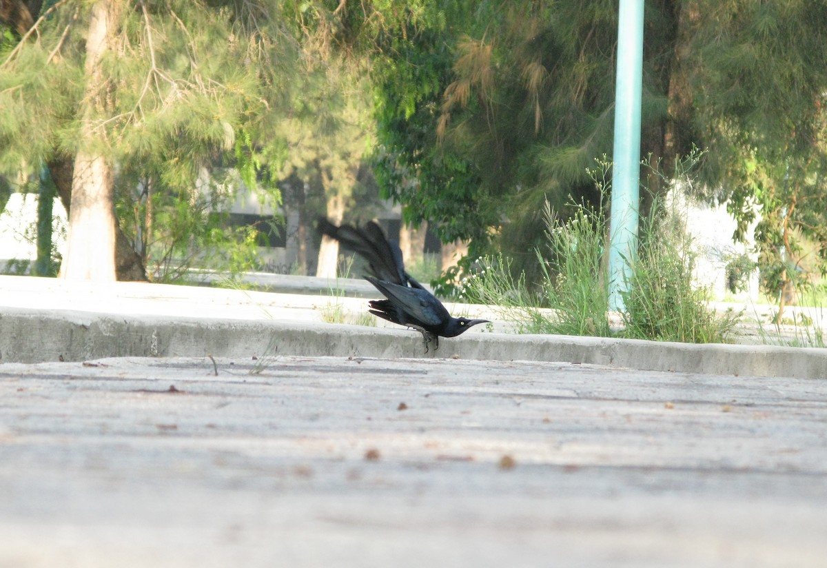 Great-tailed Grackle - ML619866100