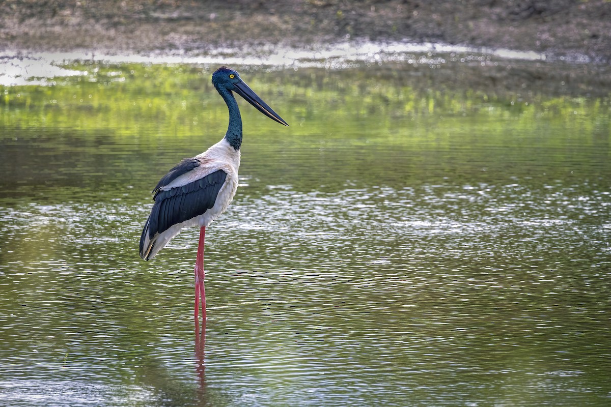 Black-necked Stork - ML619866111