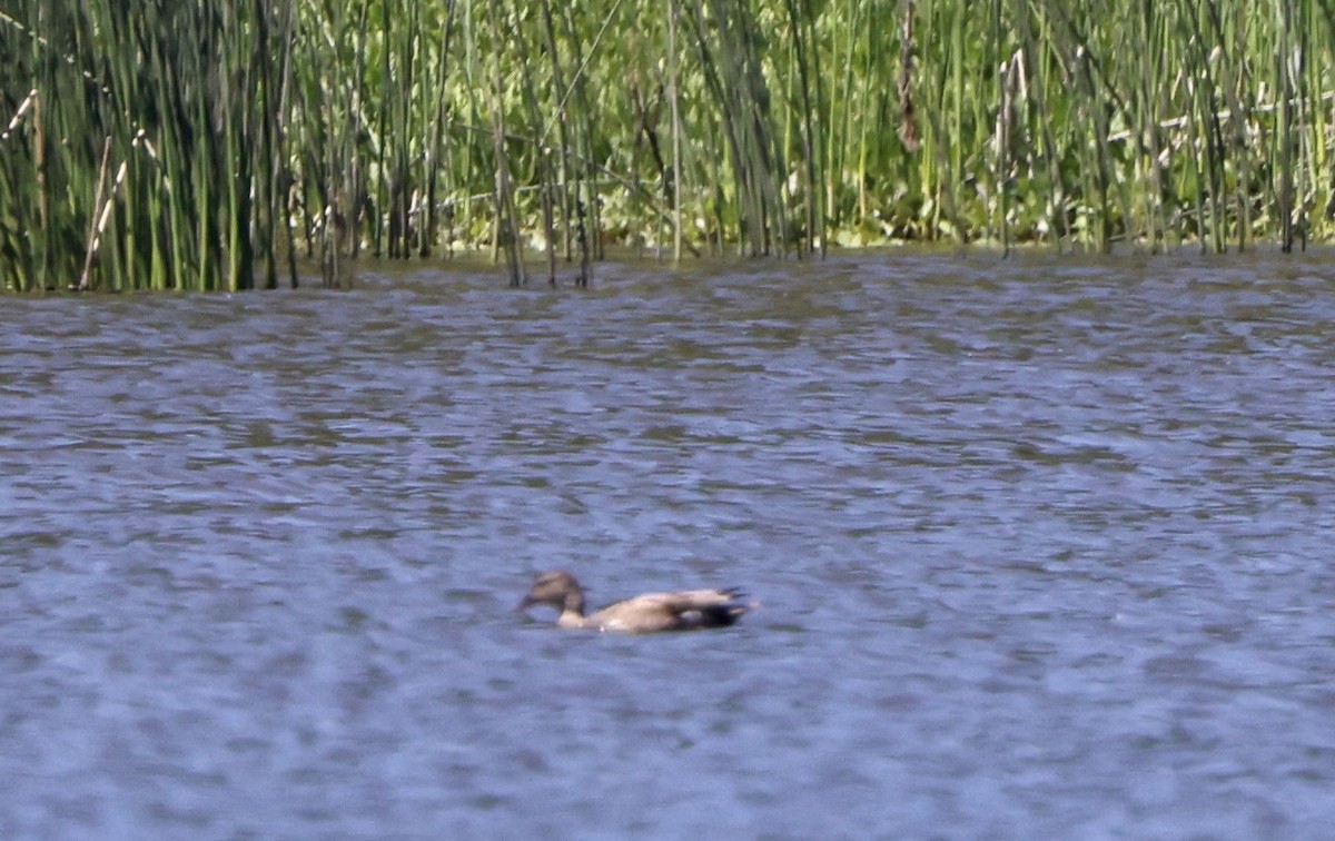 Gadwall - ML619866124