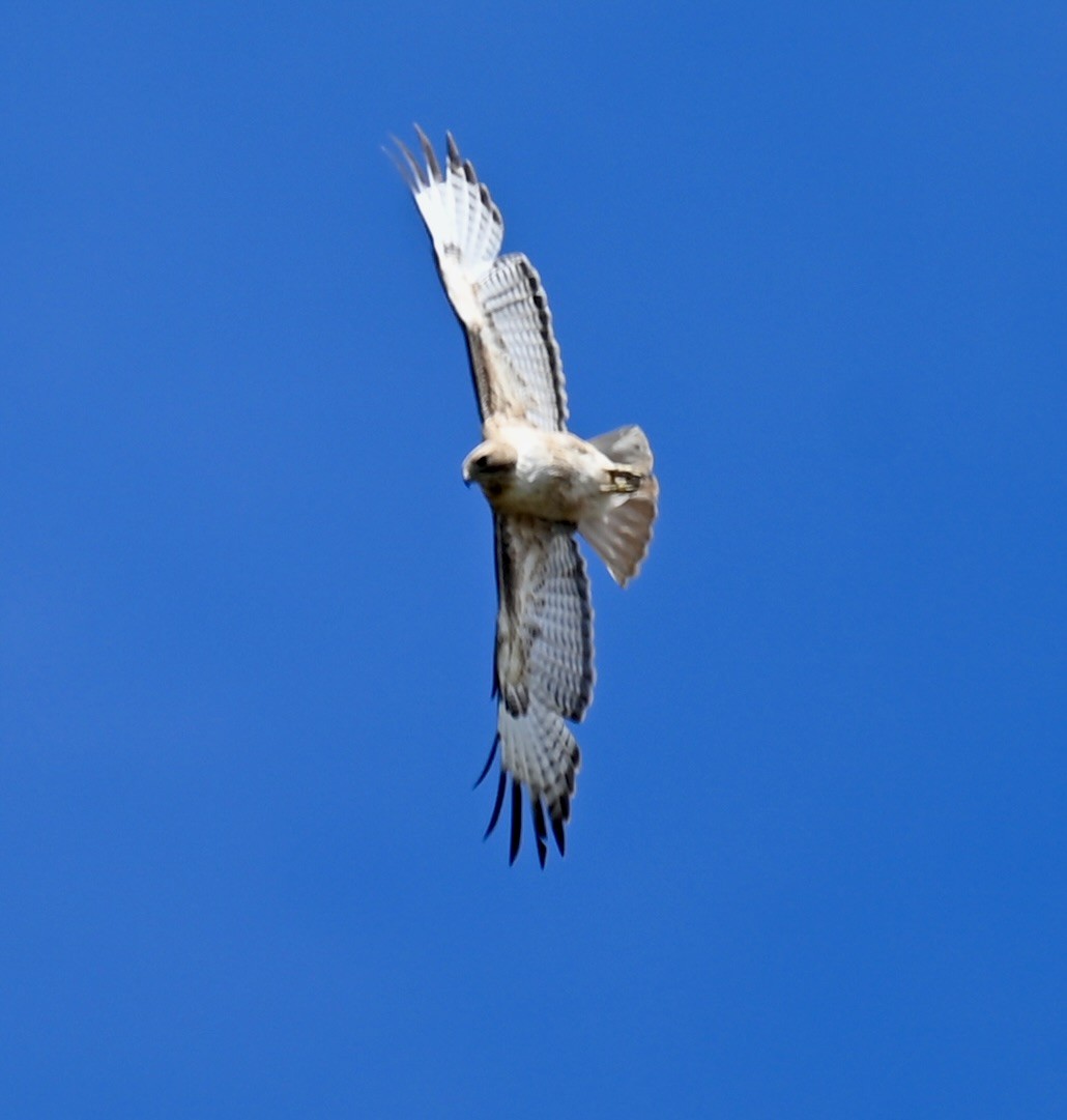 Red-tailed Hawk - ML619866129