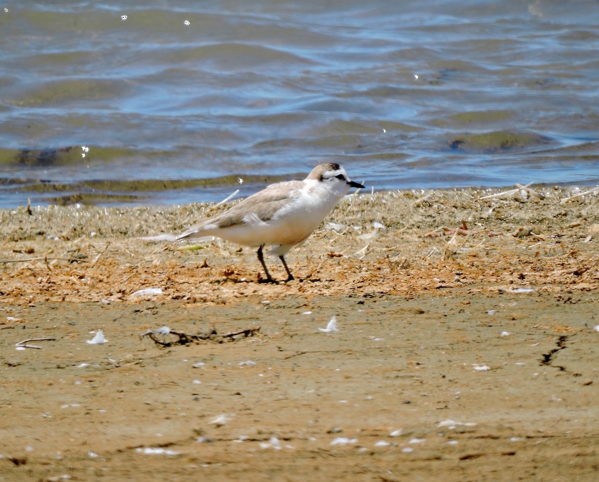 White-fronted Plover - ML619866132