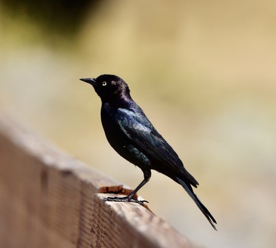 Brewer's Blackbird - ML619866136