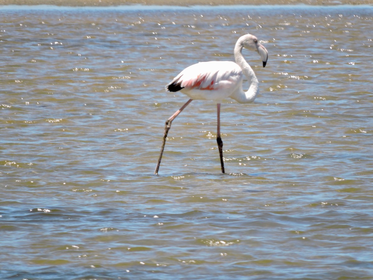 Greater Flamingo - ML619866141