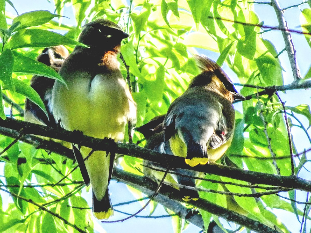 Cedar Waxwing - ML619866147