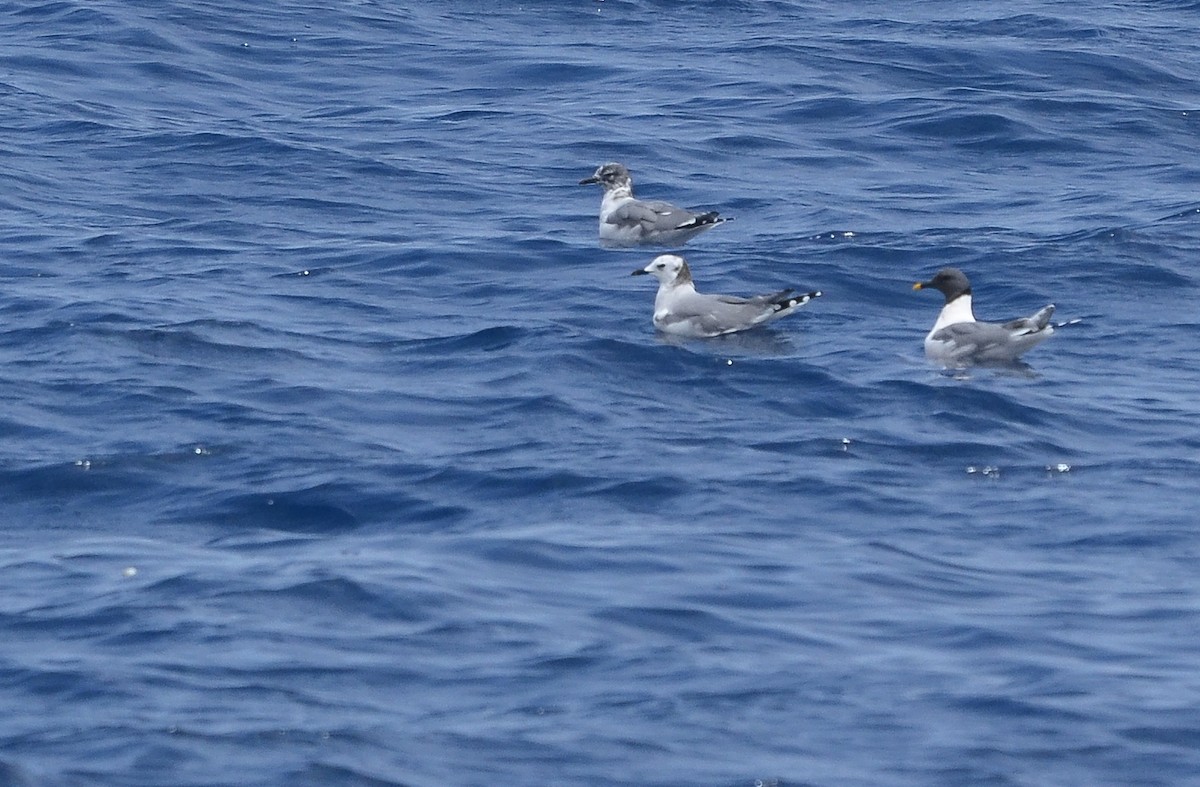 Sabine's Gull - ML619866154