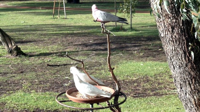 Cacatoès corella - ML619866156