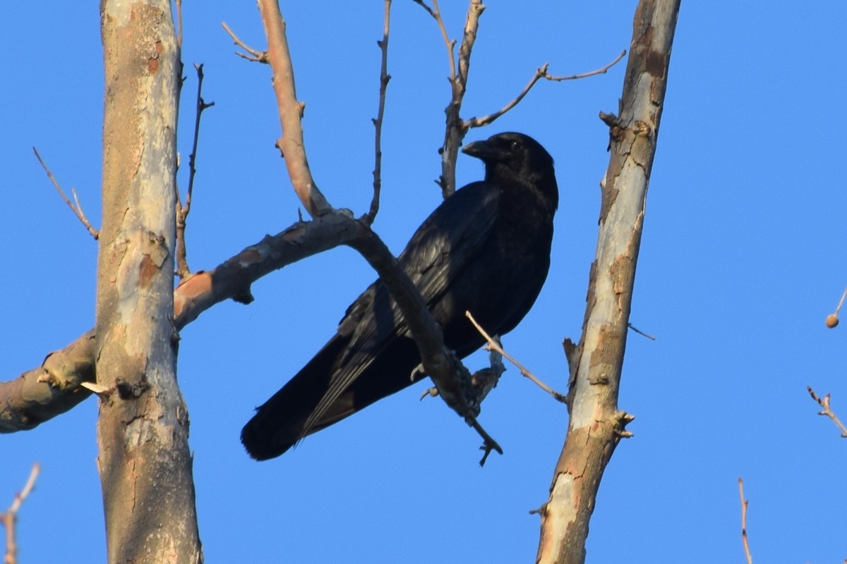 American Crow - ML619866164