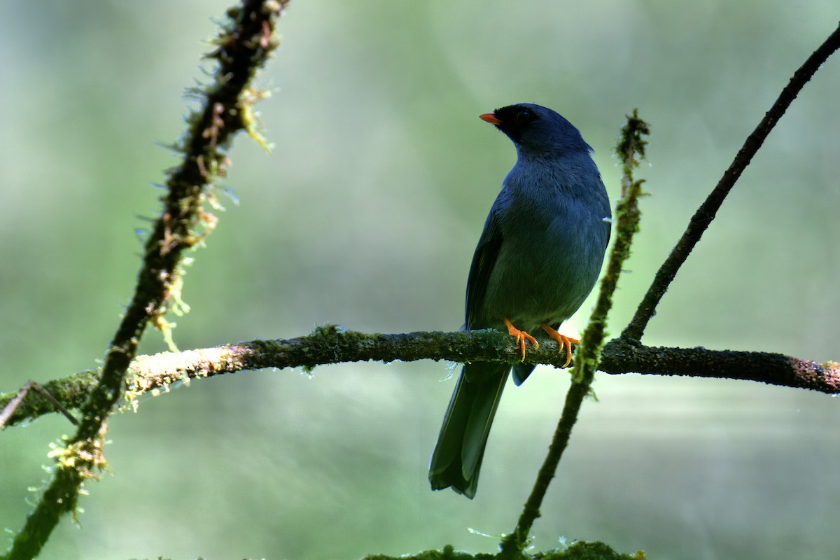 Black-faced Solitaire - ML619866168