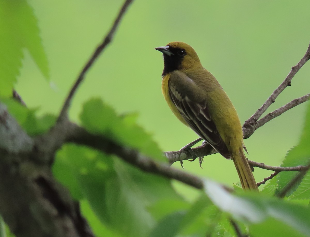 Orchard Oriole - ML619866186