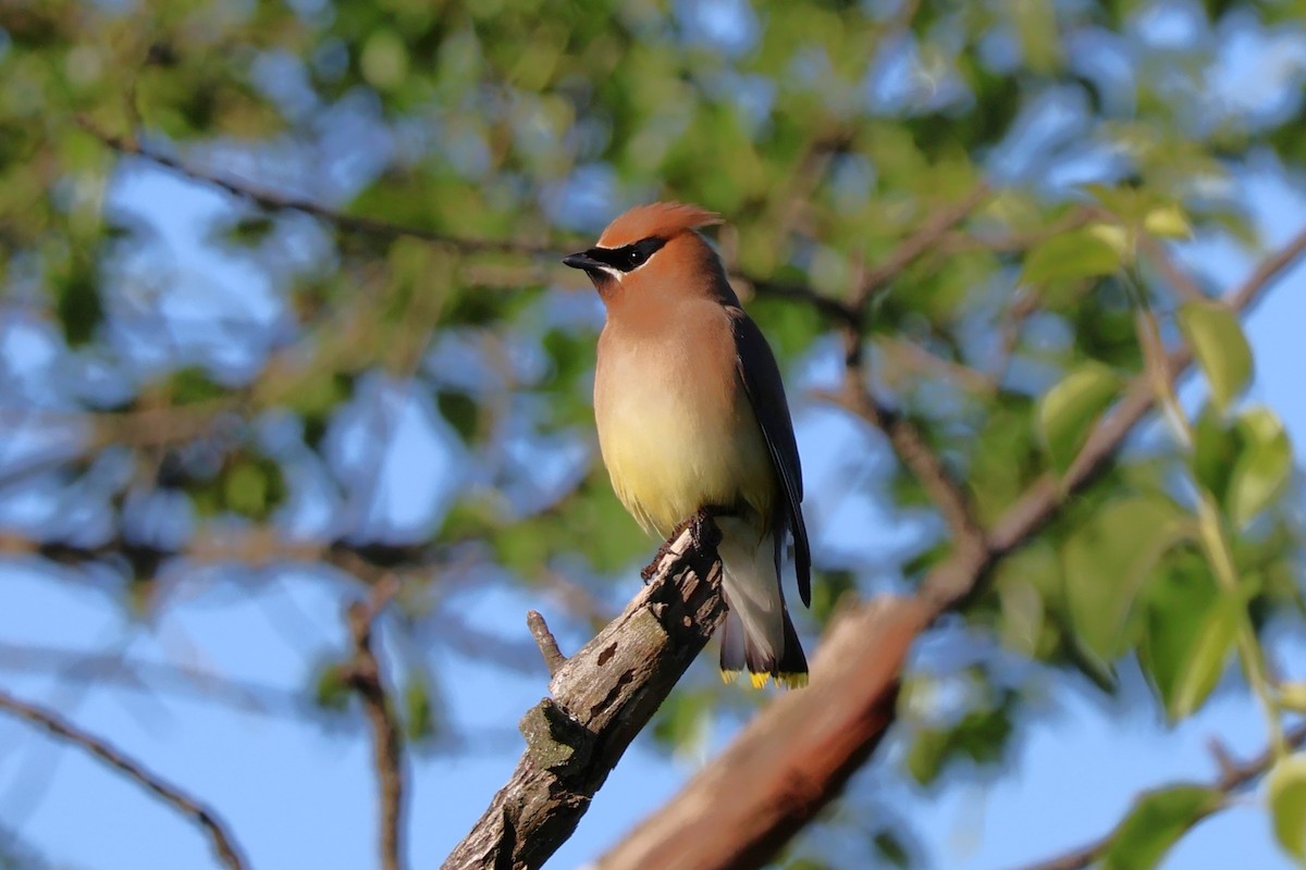 Cedar Waxwing - ML619866202