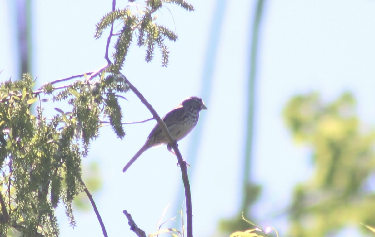 Song Sparrow - ML619866211