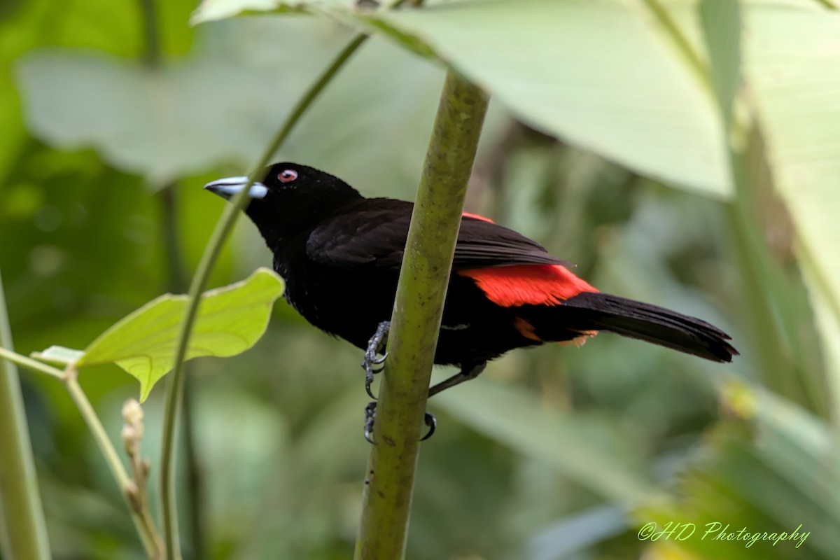 Scarlet-rumped Tanager - ML619866219