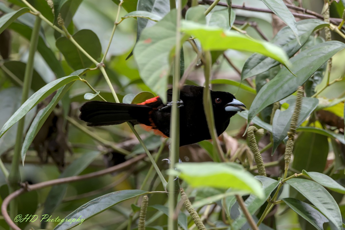 Scarlet-rumped Tanager - ML619866220