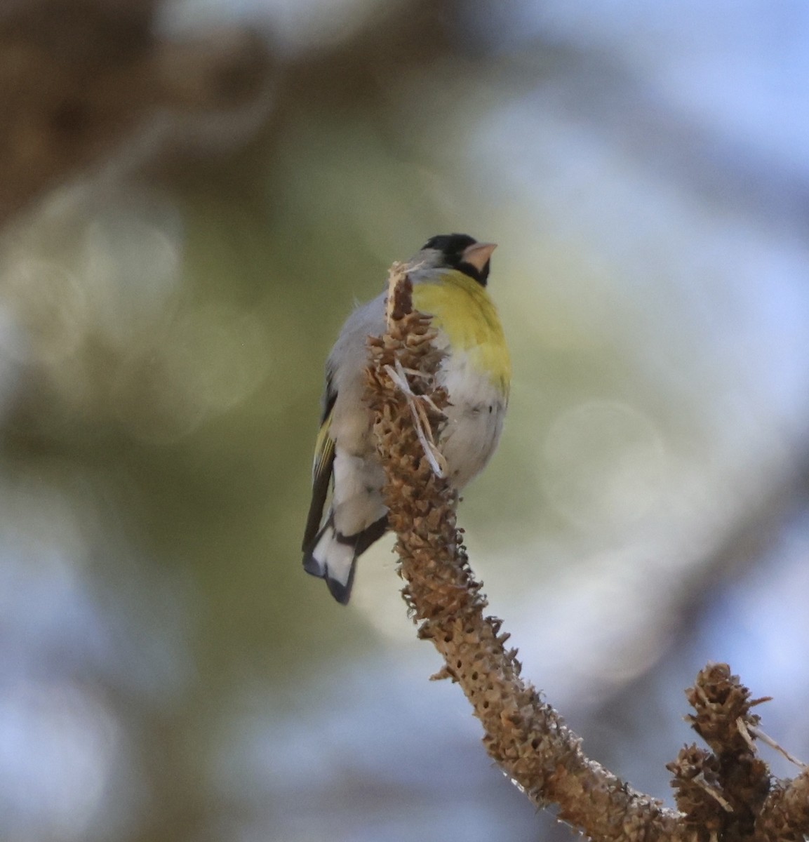 Lawrence's Goldfinch - ML619866223