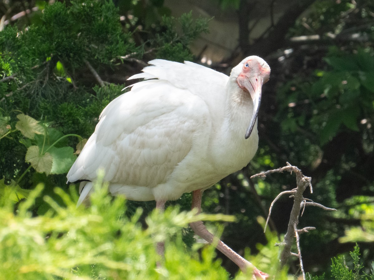 Ibis blanc - ML619866241