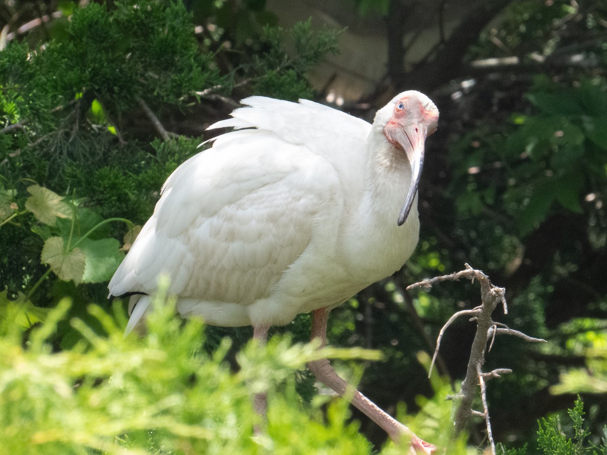 White Ibis - ML619866241