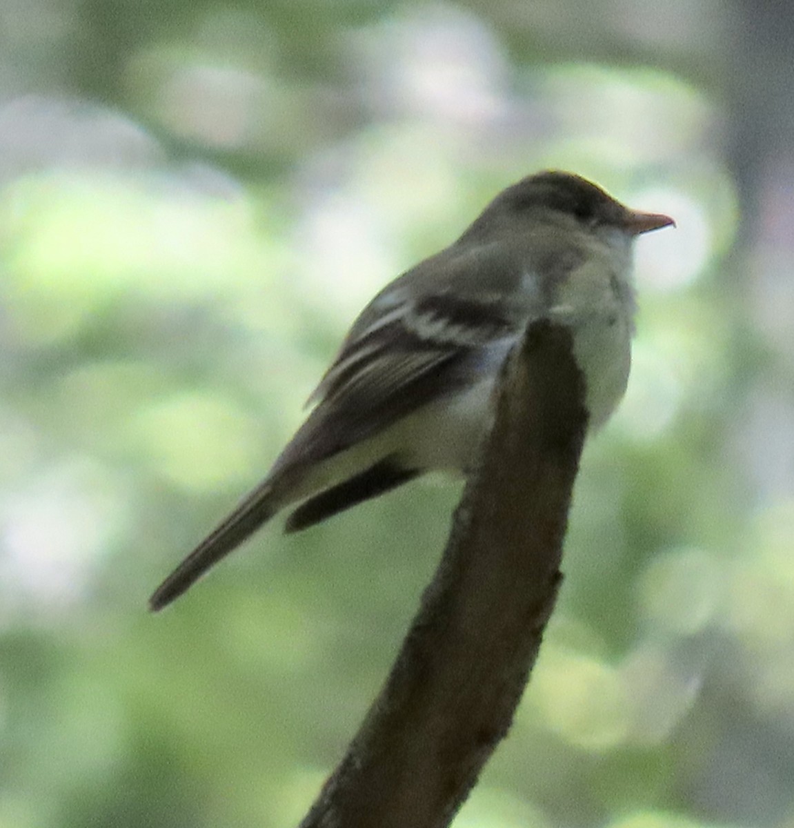 Acadian Flycatcher - ML619866248