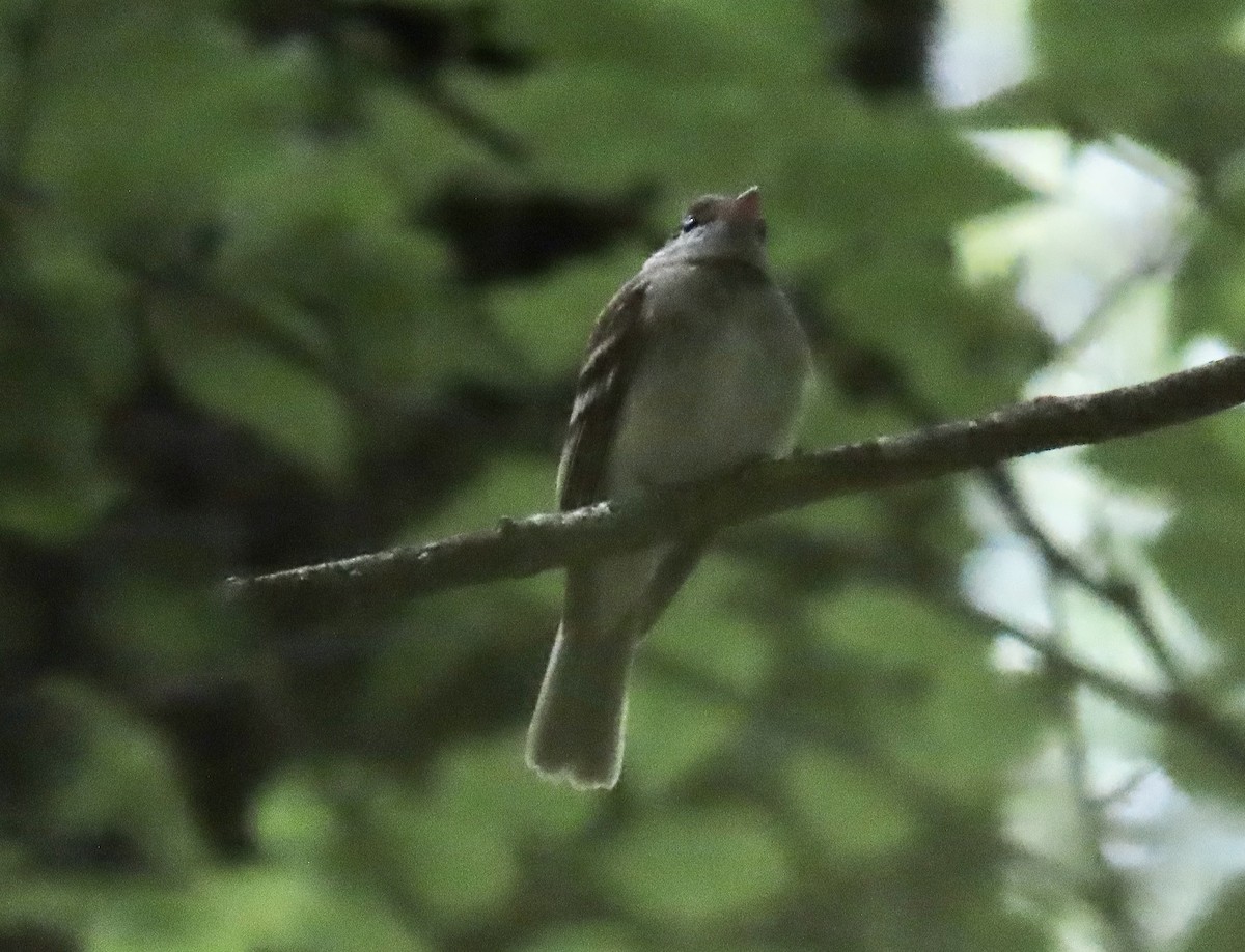 Acadian Flycatcher - ML619866249