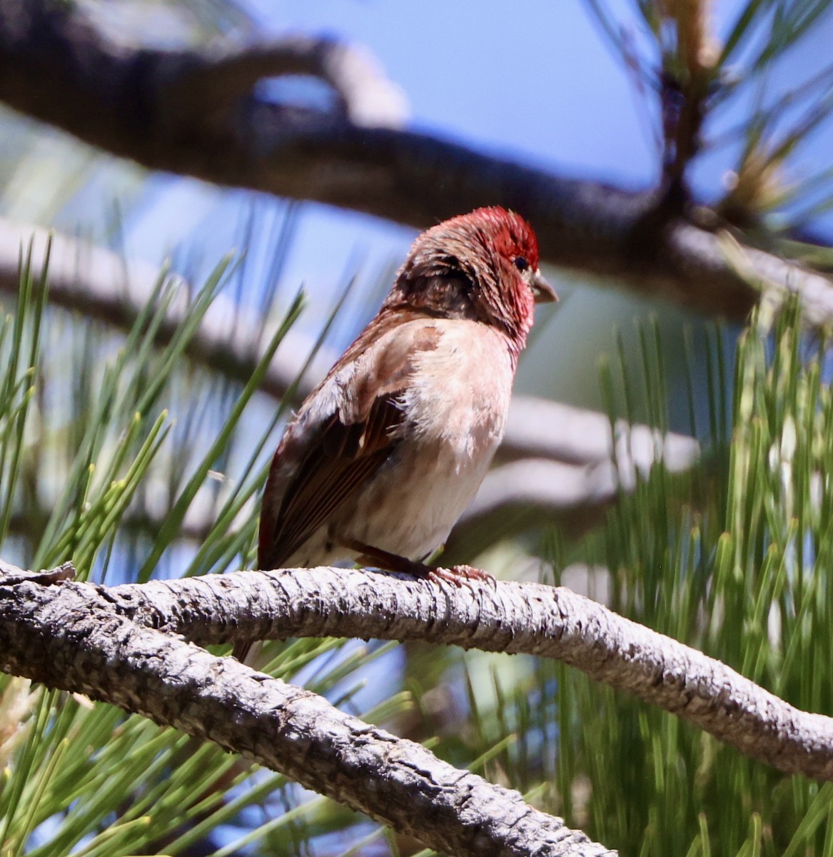 Purple Finch - ML619866255